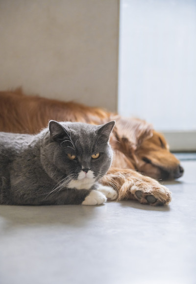 英国短毛猫和金毛猎犬友好相处