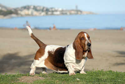 巴吉度猎犬纯种犬