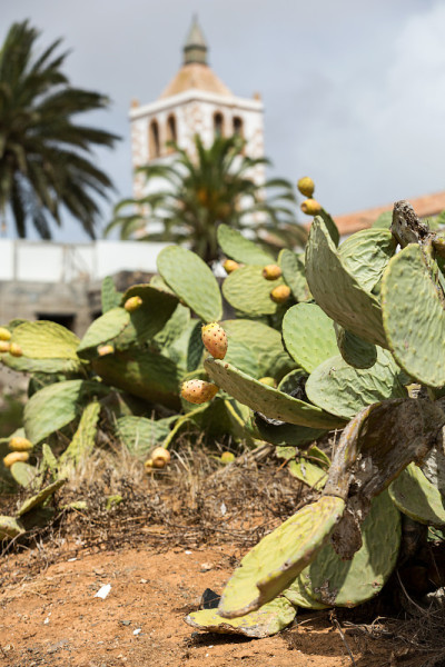 Opuntia ficus-indica