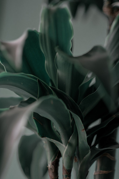 植物生长的绿叶——室内植物的叶子。