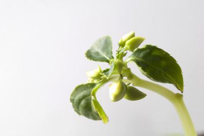 年轻的植物,幼苗,增长,特写
