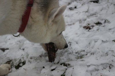 SIBERIAN HUSKY CHEWING ON A BONE OUTDOORS
