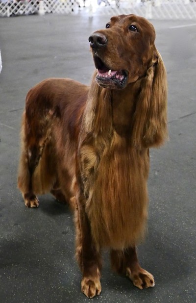 爱尔兰长毛猎犬狗