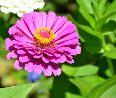 充满活力的彩色银莲花
