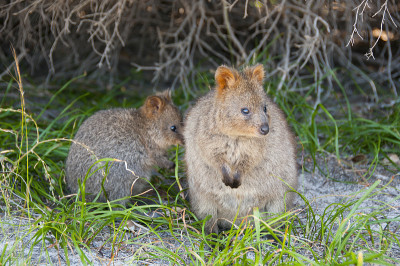 Quokkas - 罗特尼斯岛