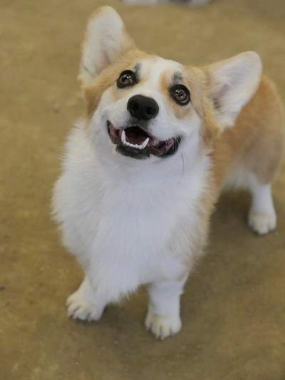彭布罗克威尔士科基犬