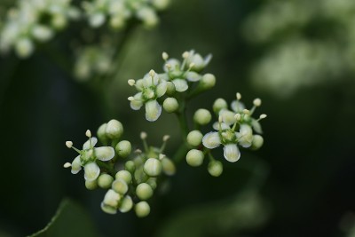 日本轴花。