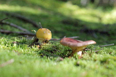 黄色的Amanita和russula