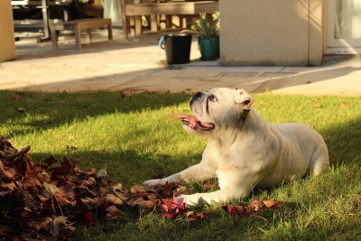 英国牛头犬