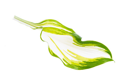 植物玉簪的绿叶孤立在白色上