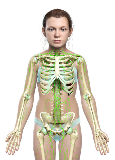 一个年轻女孩的淋巴系统的3d渲染医学精确的插图