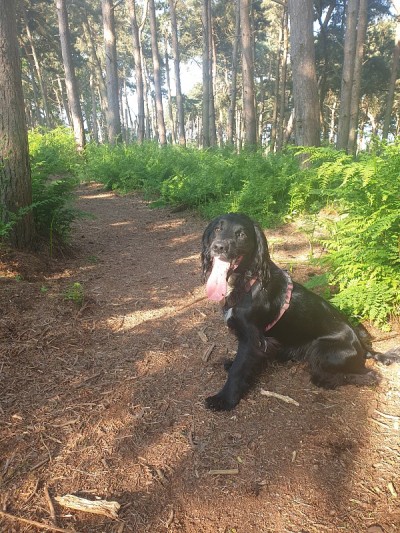 可卡犬在热天散步时在阴凉处保持凉爽