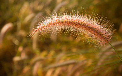 狼尾草花背景