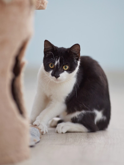 黑白色吓着小猫