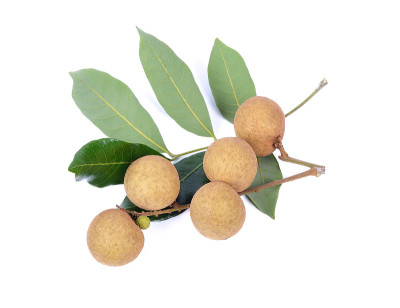白底龙眼(Dimocarpus Longan)