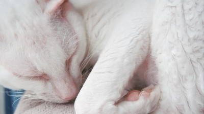猫睡觉