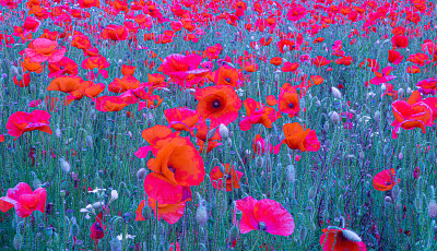 Red Poppies in Flanders Fields symbol for remembra