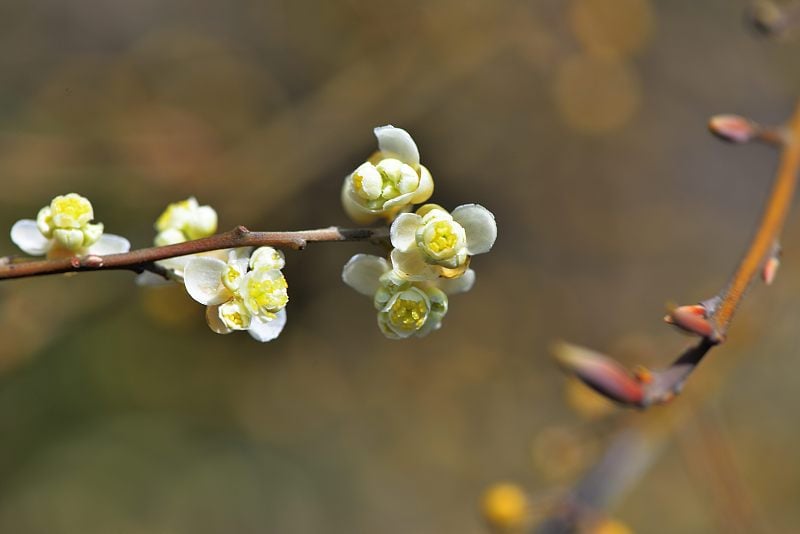 木姜子属cubeba