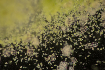 Euglena是一种单细胞鞭毛真核生物，显微镜下可用于教育。
