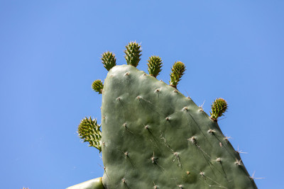 Opuntia Ficus-indica
