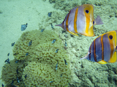 Butterflyreef