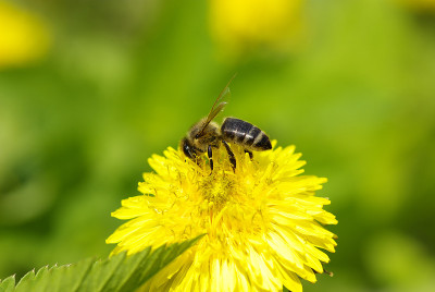蜜蜂