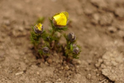 土里长着黄花。