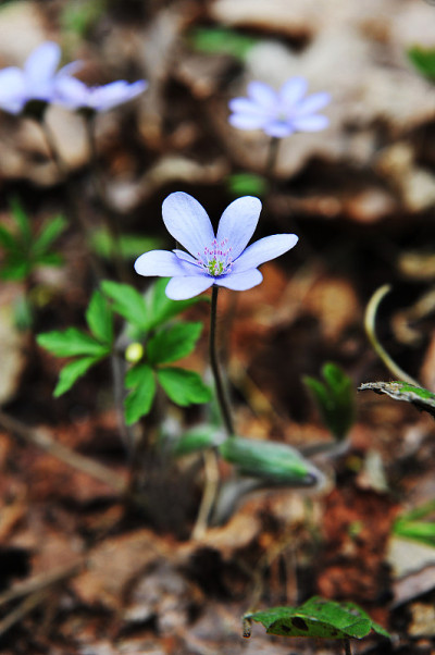 Blossoming hepatica