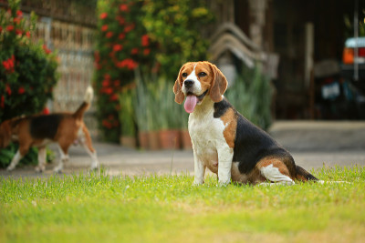 公园里有趣可爱的小猎犬
