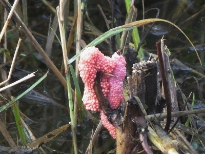苹果螺卵(壶腹部科)