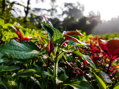 紫苏(Perilla frutescens)，俗称紫苏或韩国紫苏，是薄荷科紫苏的一种。