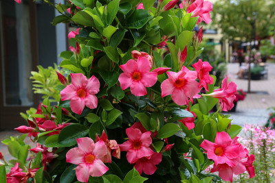 双色花/花园里美丽的红色花朵