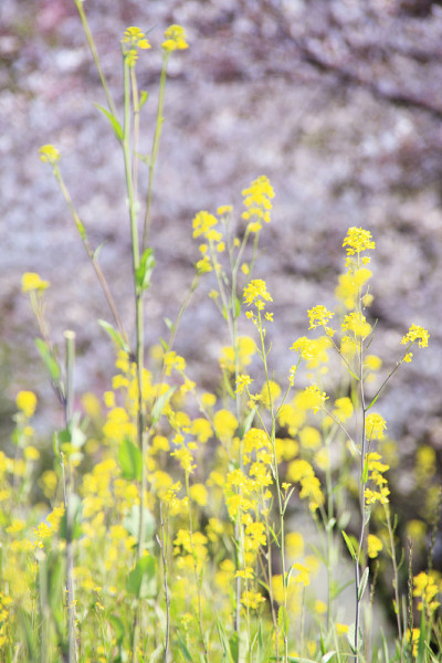 樱桃和油菜花