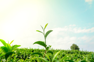 泰国清莱Mae Chan茶园，清新的绿茶和嫩芽以蓝天为背景。