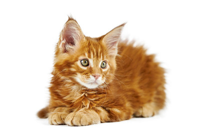 红色缅因猫，孤立