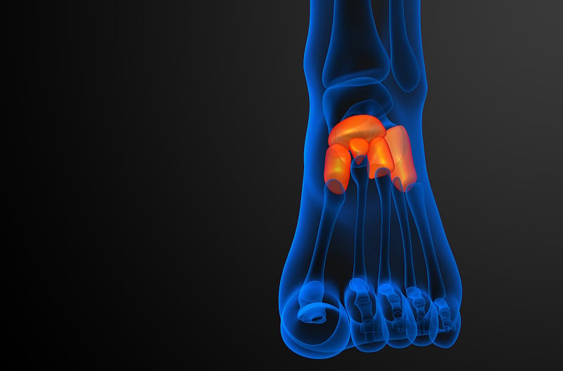 3d渲染医学插图的中足骨