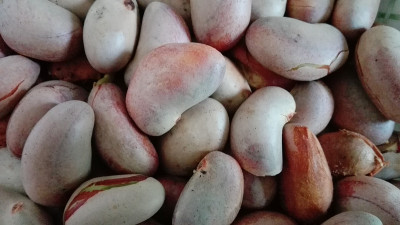 菠萝蜜种子