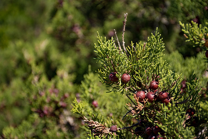 Cones and leaves of Juniper trees and shrubs with 