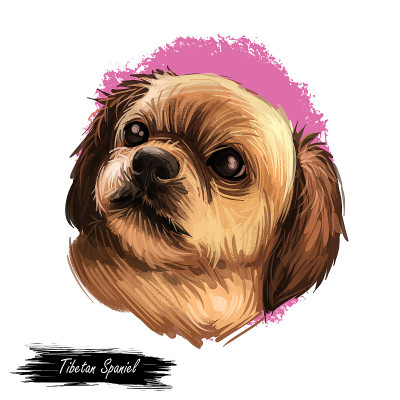 西藏猎犬品种肖像孤立上白色。数码艺术插图，动物水彩画手绘狗为网。这是一只自信的小宠物，有着金色的皮毛