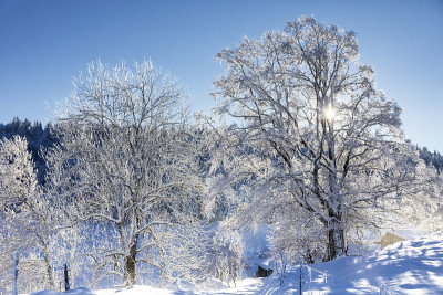 树下的雪