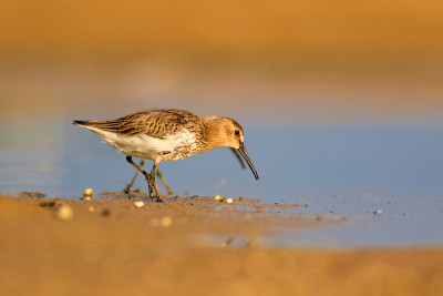 水鸟和五彩缤纷的大自然背景。常见的水鸟:鹬。Calidris ferruginea。