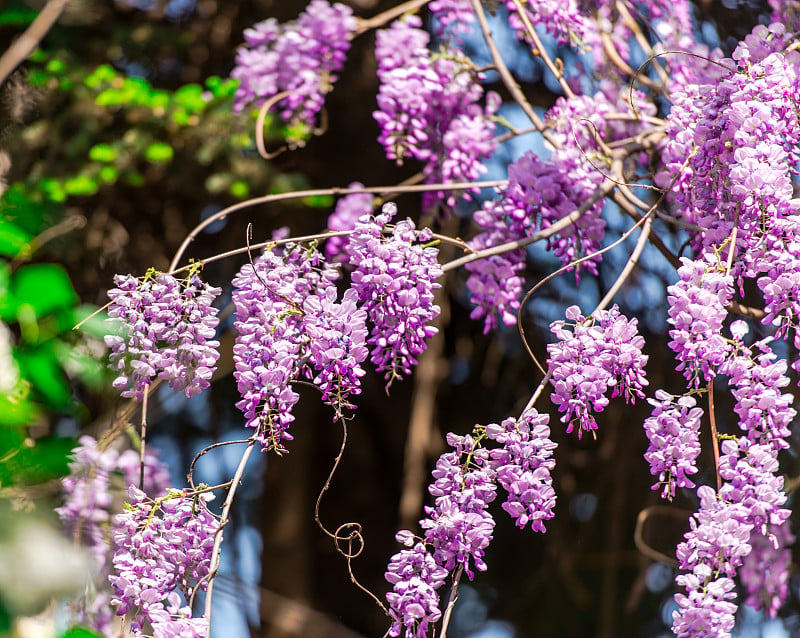 紫藤花