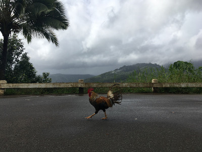 雨中俯瞰哈纳雷山谷的山顶公鸡，夏威夷考艾岛。
