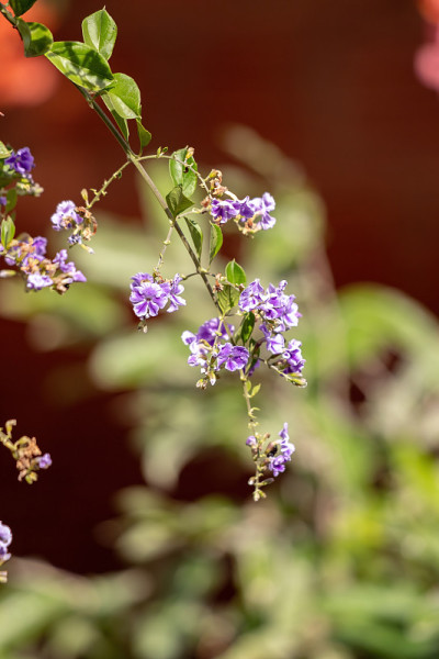 Skyflower黄色的花