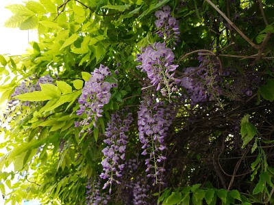 紫色的紫藤花