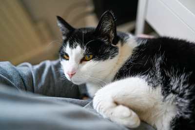 黑白相间的猫躺在膝盖上
