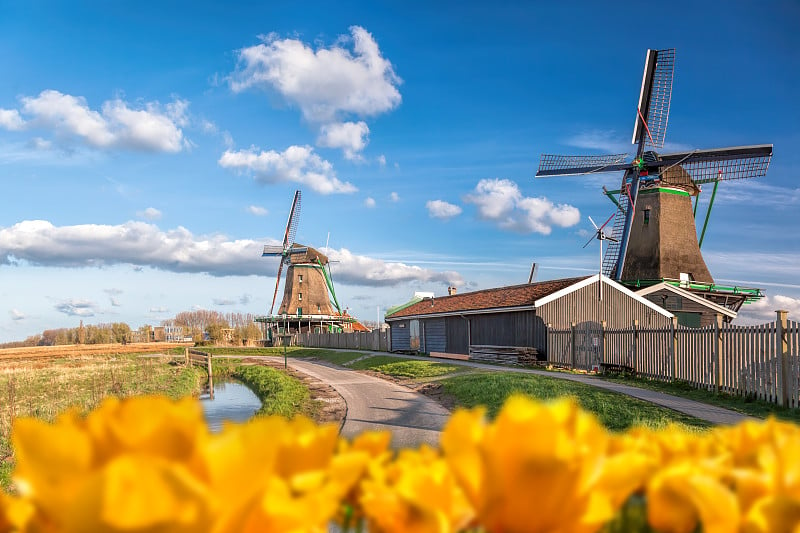 在荷兰阿姆斯特丹地区的Zaanse Schans，传统的荷兰风车和郁金香映衬着蓝天