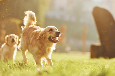 一起运行。两只美丽的金毛寻回犬一起在公园里散步