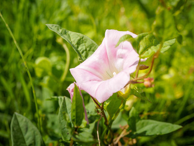 田野里的白色番石榴是零花