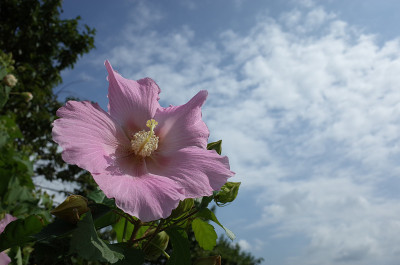 棉花Rosemallow